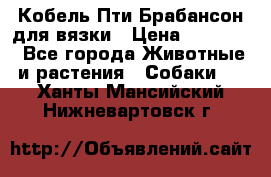 Кобель Пти Брабансон для вязки › Цена ­ 30 000 - Все города Животные и растения » Собаки   . Ханты-Мансийский,Нижневартовск г.